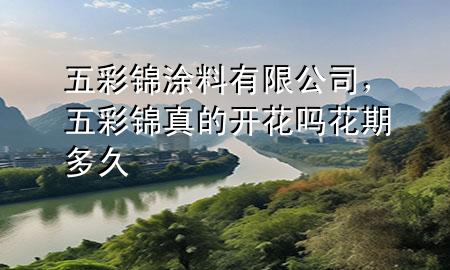 五彩錦涂料有限公司，五彩錦真的開花嗎花期多久